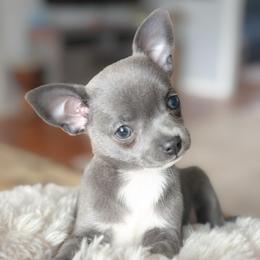 Lillie - Silver and white female Chihuahua puppy in Brooklyn, New York from ,, Vajda” chihuahua club
