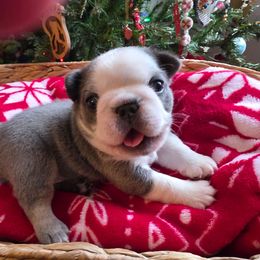 Sven - Blue fawn male French Bulldog puppy in Columbia Falls, Montana from Glacier French Bulldogs of Montana