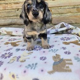 Dachshund Puppies from Pure Joy Dachshunds