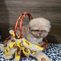 Male 2 - Liver male Shih Tzu puppy in Meadows Of Dan, Virginia from Walt’s Shih Tzus