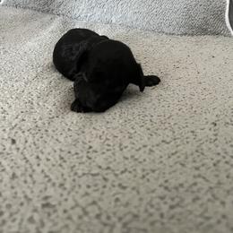 Girl 2 - Black female Poodle puppy in St Augustine, Florida from St Augustine Poodles