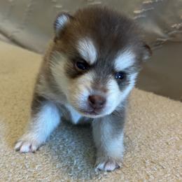Poppy - Red and white female Pomsky puppy in Pasco County, Florida from Pomsky Hills