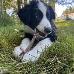 English Shepherd Puppies from Organic Heritage English Shepherds