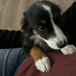 Miniature Australian Shepherd puppies from Reeds Cattle Co.