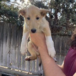 Pumpkin - Sable female Collie puppy in Provo, Utah from Cor Collies