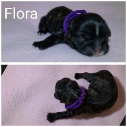 Flora - Brindle female Lhasa Apso puppy in Cincinnati, Ohio from Shangri-La Lhasa Apsos