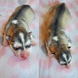 Siberian Husky Puppies from Canace Siberians