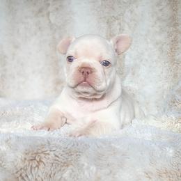 Blue Collar Girl - Cream female French Bulldog puppy in Melba, Idaho from Frost's Frenchies