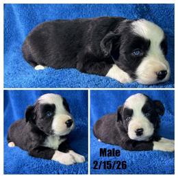 Boy 1 - Black tri male Miniature Australian Shepherd puppy in Hokes Bluff, Alabama from Alegria Toy Aussies