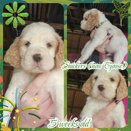 Snickers(now Goose) - Lemon and white male English Springer Spaniel puppy in Westover, Maryland from Sterling's springer Haven