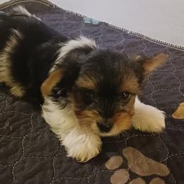 Noble Legacys Precious Kashton - Black tan and white male Biewer Terrier puppy in Vancouver, Washington from Noble Legacy Biewers