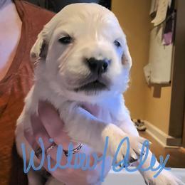 Puppy - Light golden male Golden Retriever puppy in Waynesburg, Ohio from Avalon English Retrievers