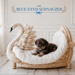 Kobe - Liver male Miniature Schnauzer puppy in Winter Haven, Florida from The Blue Eyed Schnauzer