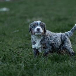 Bernedoodle Puppies from Autumn Vanskiver