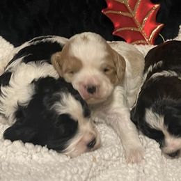 Cavapoos from Cozy Creek Cavapoos