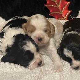 Cavapoos from Cozy Creek Cavapoos