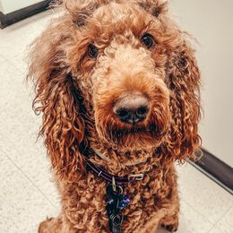 Golden Retrievers and Poodles from The Dogstead