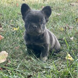 French Bulldog Puppies from Christie's Frenchies