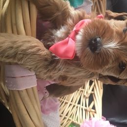 Australian Labradoodle Puppies from GorgeousDoodles