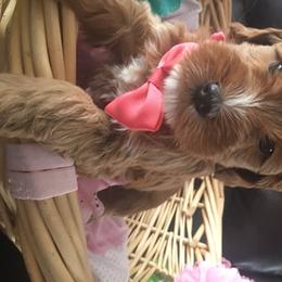 Australian Labradoodle Puppies from GorgeousDoodles