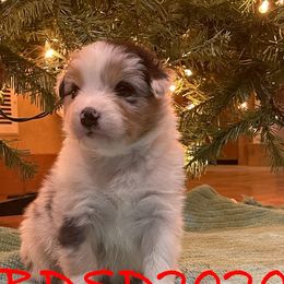 Australian Shepherds from Tomahawk Australian Shepherds