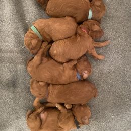 Poodle Puppies from Teton Poodles
