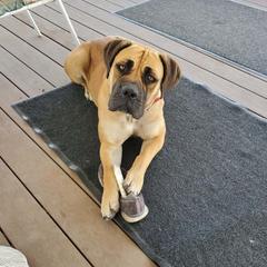 Riz - Boerboel