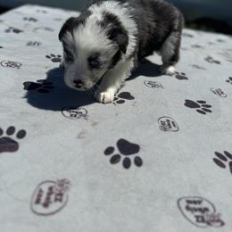 Betty - Blue merle female Australian Shepherd puppy in Laotto, Indiana from Circle B working Aussies