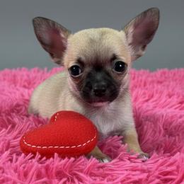 Georgia - Black sabled fawn female Chihuahua puppy in Harlan, Iowa from Home Grown Chihuahuas From Iowa