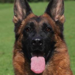 Bonnie - German Shepherd