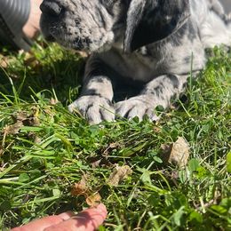 Great Dane Puppies from BkB’s House of Danes