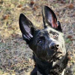 German Shepherds from Bluegrass Acres LLC