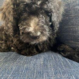 Havanese, Poodle, and Sheepadoodle Puppies from KK's Doodles and Havanese