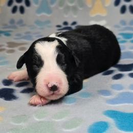 Accio - Black and white male Border Collie puppy in Chicora, Pennsylvania from Riverwood