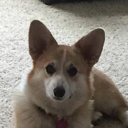 German Shepherds and Pembroke Welsh Corgis from Dell-Mar