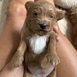 Bella - Red female Cavapoo puppy in Aiken, South Carolina from Cavapoos of the Carolinas