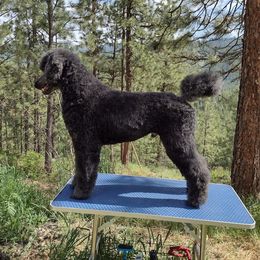 Smokey - Poodle
