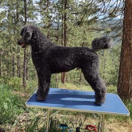 Smokey - Poodle