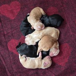 Boy 3 - Buff male Cocker Spaniel puppy in Marshfield, Wisconsin from Gingerale Cockers and Cockapoos