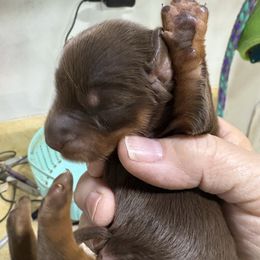 Boy 3 AKC - Chocolate and tan male Dachshund puppy in Fayetteville, Pennsylvania from PA's Darling Doxies