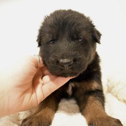 Casanova - Black and red male German Shepherd puppy in Lexington, Virginia from Buffelbach Farmstead Shepherds