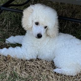 Poodles from MD's Miniature Poodles