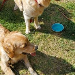 Golden Retrievers from Oak Canyon Golden Retrievers
