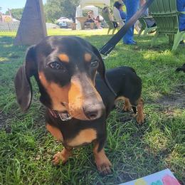 Bean - Dachshund