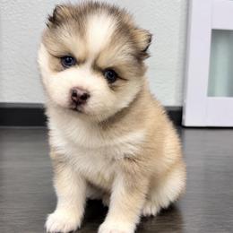 Maverick - Gray and white male Pomsky puppy in La Verne, California from Red Cedar Pomskies