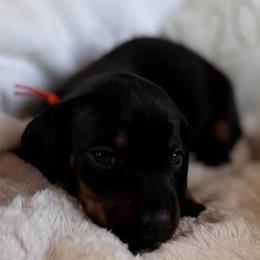 Benny - Black and tan male Dachshund puppy in Wallingford, Kentucky from Hensley Homestead Dachshunds