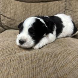 Gwen - Parti female Miniature Schnauzer puppy in Plaucheville, Louisiana from Honey Doux Southern Paws