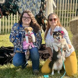 Pembroke Welsh Corgi Puppies from Carolina cotton candy corgis