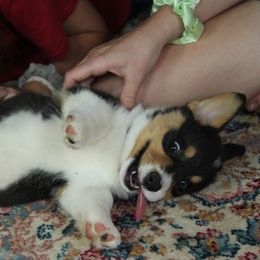 Spensa - Black and tan female Pembroke Welsh Corgi puppy in Fair Grove, Missouri from Cross D Ranch Corgis