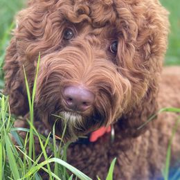 Australian Labradoodles, Bernedoodles, and Goldendoodles from Silver Creek Doodles